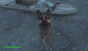 find dog fallout 4|fallout 4 dog location.